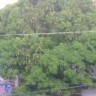 Mango Tree